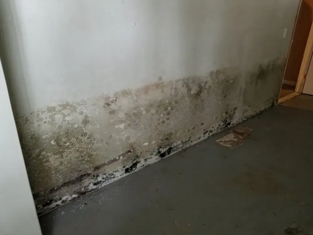Basement wall with mold and mildew growth along lower section, indicating moisture damage and potential water intrusion problems.