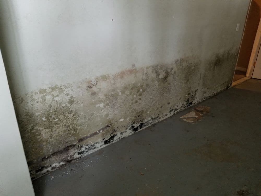 Basement wall with mold and mildew growth along the lower section, indicating moisture damage and indoor air quality concern.