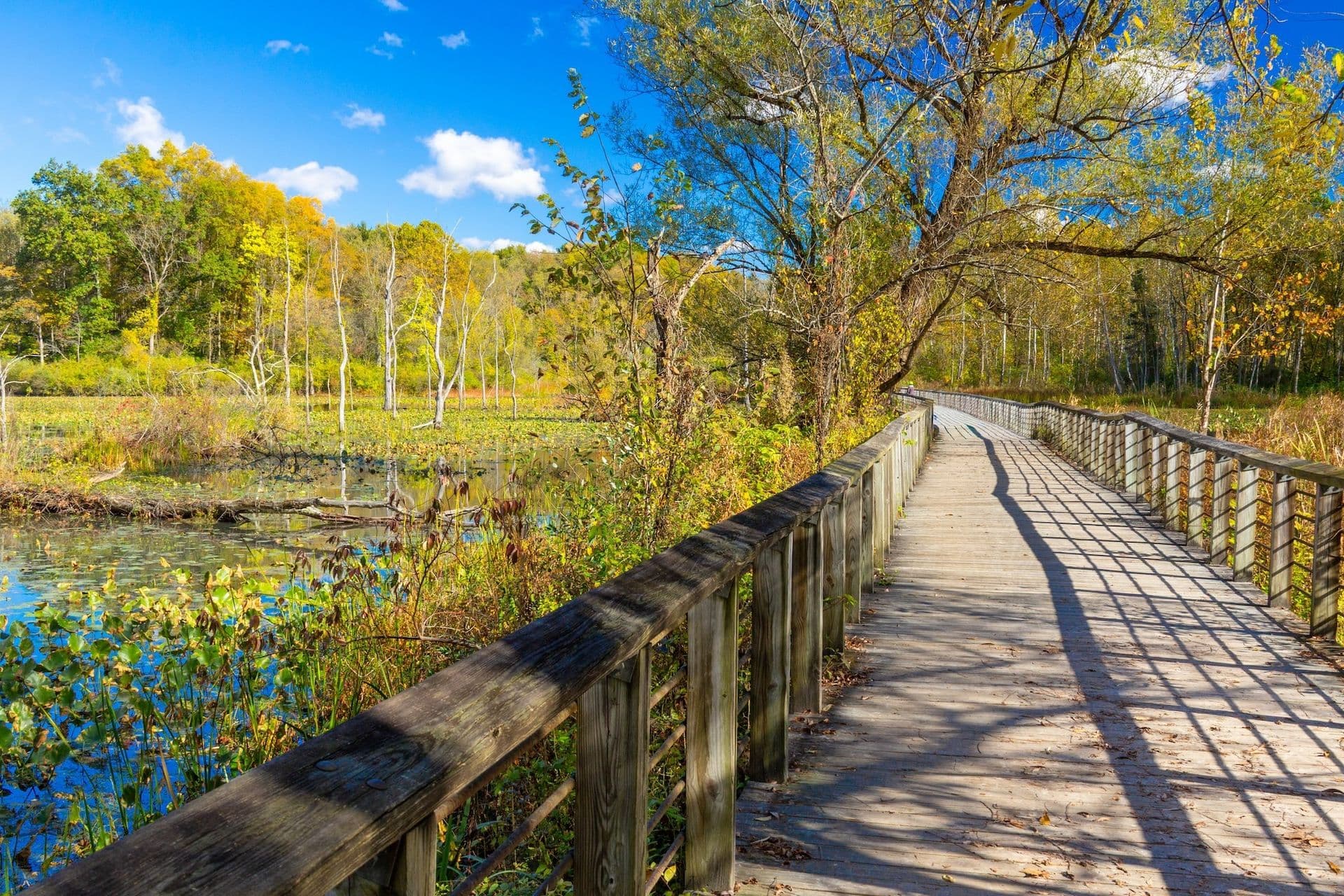 Wooden boardwalk extending through a wetland preserve with birch trees, pond water, and fall foliage under blue sky